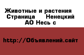  Животные и растения - Страница 2 . Ненецкий АО,Несь с.